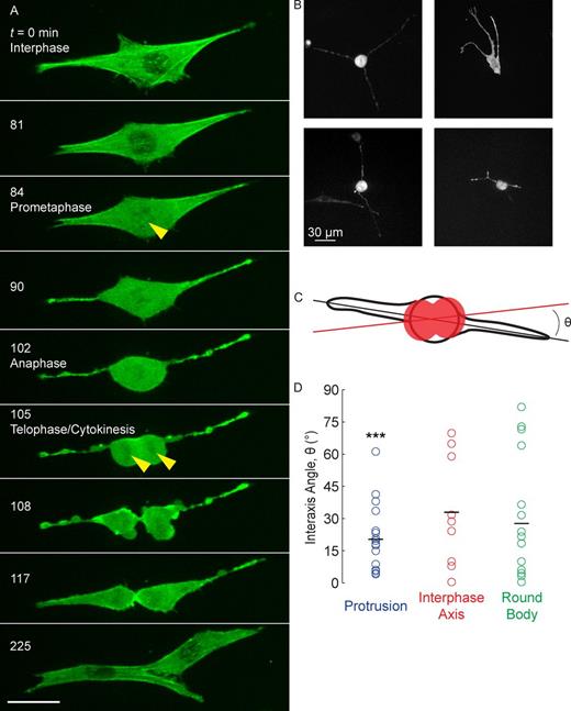 Figure 1. Cells dividing in 3D fibrin matrices extend protrusions that align with the axis of division. (A) A single well-spread actin-GFP fibroblast embedded in a 3D fibrin gel rounding into a sphere before cytokinesis (t = 84–102 min). The nuclear envelope breaks down at t = 84 min, as shown by the influx of GFP into the nuclear volume (yellow arrowheads). After rounding, cytokinesis occurs within minutes (t = 105–108 min). Long, thin protrusions are apparent throughout the division process. After cytokinesis (t = 117–225 min), the daughter cells respread along the long axis of the protrusions. A movie and 3D renderings are shown in Video 1 and Fig. S1, respectively. Bar, 30 µm. (B) The length, number, and morphology of the long, thin protrusions varied from cell to cell. Shown here are representative dividing cells from multiple experiments just before cytokinesis. (C) 3D renderings were used to calculate the angle θ between the cell axis (black line) and the division axis during anaphase (red line). (D) The cell axis is computed from either the protrusion direction during anaphase (“protrusion,” n = 15), the axis of the cell mass during interphase (“interphase axis,” n = 9), or the direction of the elongated mitotic body (“round body,” n = 14). The clustering of the angle θ near zero indicates a correlation between the protrusion and cell division axes (***, the data do not fit a uniform distribution, K-S test, P < 0.001).