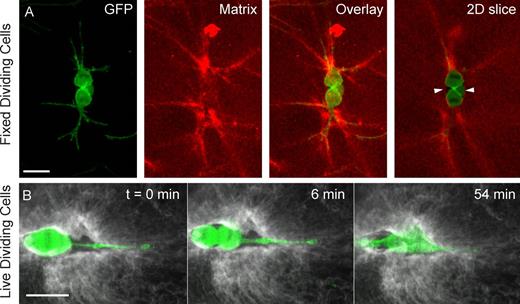 Figure 4. Dividing cells embedded in fluorescently labeled fibrin matrices. (A) Fixed gels showing a dividing fibroblast (GFP-actin, green) and the fibrin matrix (red) during cytokinesis. Dividing cells deform the matrix locally around the mitotic protrusions (strong red signal due to dense fibers). Matrix voids are evident between the mitotic cell body and the matrix (“2D slice,” arrowheads). (B) One confocal plane of a live dividing cell (actin-GFP, green) and the labeled fibrin matrix (gray) at cell rounding (t = 0), cytokinesis (t = 6 min), and shortly after division (t = 54 min). See Video 10 and Fig. S3 for the entire sequence of events. Bars, 30 µm.