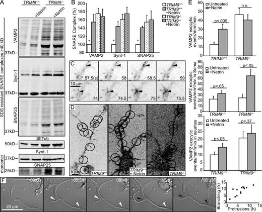 Figure 5. TRIM9 regulates SNARE complex formation and exocytosis. (A) Immunoblot showing SDS-resistant SNARE complexes in TRIM9+/+ and TRIM9−/− cortical neurons probed for VAMP2, Syntaxin-1a (Synt-1), and SNAP25. βIII-Tubulin (Tub) is a loading control. Syntaxin-1 and SNAP25 monomer are shown in boiled samples; n = 3 independent experiments. These samples are shown again in Fig. S4 A alongside boiled samples. (B) Quantitation of SNARE complexes (>40 kD) was normalized to βIII-tubulin. Significance is from ANOVA with Tukey’s post-hoc analysis; *, P < 0.5. (C) Inverted image montage of VAMP2-pHluorin exocytosis events in TIRF images. Arrowheads denote exocytic events, and time is noted in seconds. (D) Maximal projections of VAMP2-phluorin time lapse. Ovals denote location of exocytic events within 90 s (Videos 2 and 3). (E) Mean frequency of VAMP2-pHluorin exocytosis events ± SEM; n ≥ 10 cells/condition. P-value was obtained from Kruskal–Wallis nonparametric ANOVA within the entire image (top), soma (middle), or neurites (bottom). (F) DIC image montage showing the initial plasma membrane protrusion and subsequent axon branch formation of a TRIM9+/+ cortical neuron after Netrin-1 stimulation (time is in hours and minutes). White arrowheads denote active plasma membrane protrusions; black arrowheads denote axon branches ≥20 µm long (Video 4). Scatter plot shows the time of initial axon protrusions at future branch sites in hours after Netrin-1 stimulation plotted against the time a stable 20-µm-long branch appears after Netrin-1 stimulation; n = 13 cells. Error bars show SEMs.
