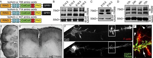 Figure 2. TRIM9 is expressed in the developing murine cortex. (A) Murine TRIM9 isoforms. COS, C-terminal subgroup one signature. (B–D) Immunoblots (IB) using a TRIM9 polyclonal antibody demonstrate TRIM9 expression in embryonic whole brain lysate (B), in embryonic cortex (C), and in cortical neurons (D) cultured for the indicated times. βIII-Tubulin is a loading control. The data shown in C are shown again in Fig. S2 E alongside TRIM9−/− samples. (E and E′) Immunohistochemistry (IHC) of E15.5 brain using TRIM9 monoclonal antibody (black) reveals TRIM9 expression in the developing cortex. The dotted square is the ROI shown in E′. (F and F′) EGFP-TRIM9 localizes to punctae at the periphery of the cell body, along the axon shaft (arrow) and at the tips of F-actin–positive filopodia (arrowheads; F′); phalloidin is shown in red. Boxes show the ROI represented in the enlarged color-combined image in F’.
