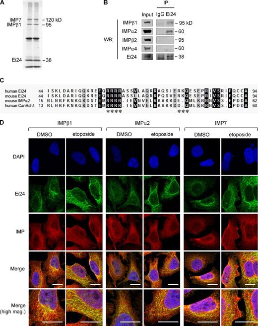 Figure 1. Ei24 coprecipitates and colocalizes with specific IMPs and shares homology with the IBB domain of IMPα2. (A) FLAG-Ei24 expressed in HEK293T cells was immunoprecipitated using anti-FLAG (lane 1) or anti-Ei24 (lane 2) antibodies. Bound proteins were separated by SDS-PAGE, transferred to a nylon membrane, stained with a Sypro Ruby dye, and subsequently analyzed by MALDI-TOF MS. Bands identified as IMPβ1, IMP7, and Ei24 are indicated (see Table S1 for details). (B) Endogenous Ei24 or IgG immunoprecipitates (IP)/input lysates from HEK293T cells were resolved by SDS-PAGE before Western analysis using the specific antibodies indicated. (C) Multiple sequence alignment of the human and mouse Ei24 IBBL domains (predicted to form an α-helical structure using Protein Homology/Analogy Recognition Engine version 2.0) together with IMPα2/CanRch1, performed as described in Materials and methods. Numbers indicate the portion of the amino acid residues (single letter code) within the respective proteins. Gray and black shading indicates similar and identical residues, respectively. Sites of targeted mutation in this study are indicated by asterisks. (D) HeLa cells treated with 50 µM etoposide or DMSO vehicle control for 16 h were fixed and immunostained using specific antibodies for endogenous IMPβ1, IMPα2, IMP7, or Ei24, and counterstained with DAPI. Merged images are shown at higher magnification (high mag., bottom panels). Yellow coloration in merged images indicates colocalization; quantitative analysis is presented in Fig. S1, C and D. Bars, 20 µm.