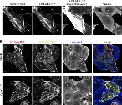 Figure 8. Bottleneck acts as a cross-linker/stabilizer of actin filaments. (A–D) Confocal images of HeLa cells expressing mCherry-Bnk (A) stained with phalloidin 647 (B and C) and myosin-II antibody (D) showing the colocalization between Bnk and actin. Nontransfected cells are marked with an asterisk. C shows the assembly of actin filaments in Bnk-overexpressing cells. In this panel, the phalloidin signal was adjusted to visualize actin in nontransfected cells. This resulted in the saturation of the phalloidin signal in the Bnk-transfected cell. Bar, 10 µm. (E) Confocal images of HeLa cells treated with cytochalasin D for 15 min, fixed, and stained with phalloidin 488 and myosin-II antibody. In Bnk-transfected cells, stress fibers do not depolymerize. DMSO-treated cells are shown as a control. Asterisks indicate nontransfected cells. Bar, 10 µm. See also Fig. S5.