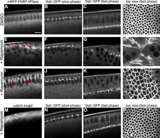 Figure 4. Depletion of PI(4,5)P2 from the plasma membrane leads to disassembly of the actomyosin network and arrests plasma membrane invagination. (A–L) Still frames from time-lapse two-photon movies of embryos coexpressing the plasma membrane anchor FRB-CFP (CFP channel is not shown), mRFP-FKBP-5Ptase, and Sqh::GFP. Rapamycin was injected during cycle 13 (E–H) and at the onset of cellularization (I–L). (A–D) In control (DMSO)-injected embryos the 5Ptase remains cytosolic (A) and furrows ingress without any visible alternation (B–D). (E–H) Injection of rapamycin during cycle 13. Upon recruitment of the 5Ptase to the plasma membrane (E, red arrowheads), Sqh::GFP is progressively disassembled over the course of cellularization (F and G). Apical view illustrating the disorganization of the actomyosin network during fast phase (H). (I–L) Rapamycin injection at the onset of cellularization. The 5Ptase is recruited to the plasma membrane (I, red arrowheads), and furrows are assembled (J) and ingress normally (K). Apical view: during the fast phase the area of the actomyosin rings in rapamycin-injected embryos (L) is double the area of similar stage control-injected embryos (D; control = 11.96 ± 1.34 µm2, n = 5; rapamycin = 22.76 ± 7.11 µm2, n = 3; Student’s t test, P = 2.74 × 10−8). (M–P) Injection of rapamycin in control embryos expressing the plasma membrane anchor FRB-CFP (CFP channel is not shown) and the FKBP construct lacking the 5Ptase catalytic domain (M) demonstrates that the morphology and dynamics of the actomyosin network is not altered upon rapamycin injection (N–P). Bar, 10 µm. See also Fig. S2.