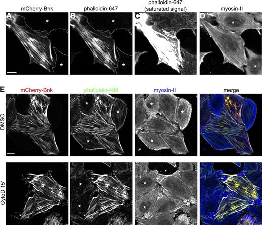 Figure 8. Bottleneck acts as a cross-linker/stabilizer of actin filaments. (A–D) Confocal images of HeLa cells expressing mCherry-Bnk (A) stained with phalloidin 647 (B and C) and myosin-II antibody (D) showing the colocalization between Bnk and actin. Nontransfected cells are marked with an asterisk. C shows the assembly of actin filaments in Bnk-overexpressing cells. In this panel, the phalloidin signal was adjusted to visualize actin in nontransfected cells. This resulted in the saturation of the phalloidin signal in the Bnk-transfected cell. Bar, 10 µm. (E) Confocal images of HeLa cells treated with cytochalasin D for 15 min, fixed, and stained with phalloidin 488 and myosin-II antibody. In Bnk-transfected cells, stress fibers do not depolymerize. DMSO-treated cells are shown as a control. Asterisks indicate nontransfected cells. Bar, 10 µm. See also Fig. S5.