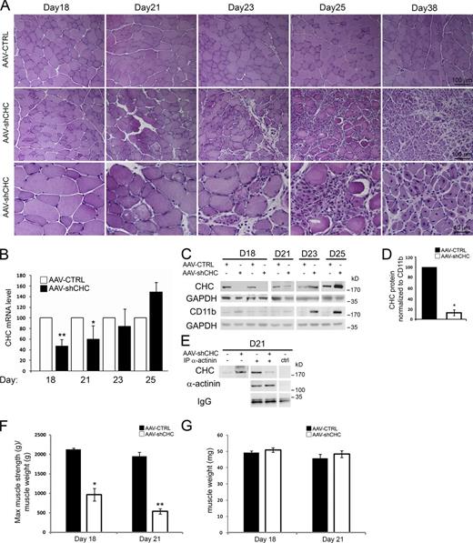Figure 8. CHC depletion using AAV-shCHC in vivo impairs force and causes muscle degeneration. (A) Hematoxylin and eosin staining of AAV-CTRL– or AAV-shCHC–injected muscle at day 18, 21, 23, 25, and 38 after virus injection. (B) RT-qPCR of CHC mRNA levels at different time points after AAV-CTRL or shCHC AAV injection (n = 2–9 mice, data are presented as mean ± SD; *, P < 0.05; **, P < 0.01). (C) CHC protein levels at different time points after AAV-CTRL or shCHC AAV injection. The full time-course of CD11b levels, including the D23 and D25 time points shown here, is shown in Fig. S5 A. (D) Quantification of Western blot CHC band intensity (n = 4 mice at day 18, data are presented as mean ± SEM; *, P < 0.05; Mann-Whitney U test). (E) Immunoblot analysis of proteins associated with α-actinin or control immunoprecipitates of TA muscle lysates injected with AAV expressing a control construct or AAV expressing shCHC at 21 d after injection. (F and G) Measures of the specific maximal force (F) and of the muscle weight (G) of isolated TA muscle injected with AAV expressing a control construct or AAV expressing the shCHC construct (n = 3–5 mice) at either 18 or 21 d after injection. Data are presented as means ± SEM; for F: *, P < 0.05; **, P < 0.01.