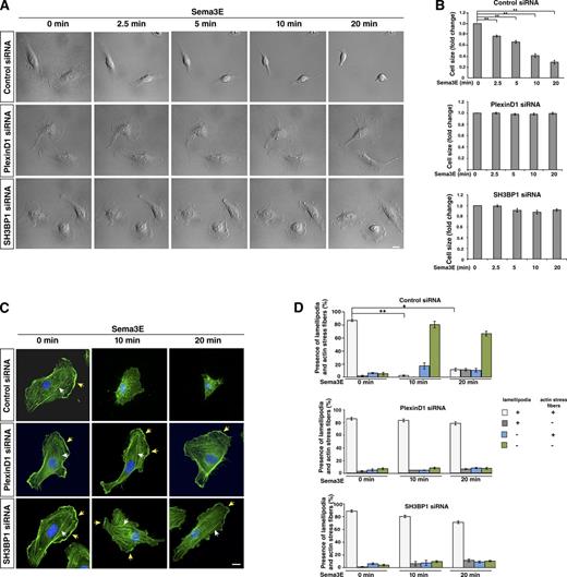 Figure 4. Sema3E treatment causes dynamic changes in the actin cytoskeleton and cell collapse, which is inhibited by PlexinD1 or SH3BP1 knockdown. (A) Live cell imaging in control, PlexinD1, and SH3BP1 siRNA-transfected HUVECs after Sema3E treatment. Representative DIC images were taken from time-lapse videos of cells at different time points after Sema3E treatment. Control cells underwent obvious morphological changes and exhibited cell collapse in response to Sema3E treatment, whereas PlexinD1- and SH3BP1-depleted cells did not display any changes (see Videos 1, 2, and 3 for the entire video sequence). (B) Quantification of live imaging. Cell size at different time points was measure and normalized to time point 0. **, P < 0.001. Error bars indicate SEM. (C) Actin staining in control, PlexinD1, or SH3BP1 siRNA–transfected HUVECs treated with Sema3E at different time points. Cells transfected with the corresponding siRNA were treated with Sema3E, fixed, and stained with phalloidin (green). In untreated cells, well-organized actin networks with lamellipodia and F-actin stress fibers were seen. After 10 and 20 min of exposure to Sema3E, control cells lost their shape and saw a disruption of F-actin stress fibers. Sema3E treatment of PlexinD1 and SH3BP1 siRNA–transfected cells exhibited an organized network with lamellipodia (yellow arrows) and F-actin stress fibers (white arrows) at every time point. Blue, DAPI. Bar, 10 µm. (D) Quantification of changes in the presence of lamellipodia and stress actin fibers upon Sema3E treatment. In control cells, the number of cells with lamellipodia and stress fibers was significantly reduced after 10 and 20 min of Sema3E treatment. PlexinD1- and SH3BP1-transfected cells did not show significant changes in the presence of lamellipodia and actin stress fibers at 10 and 20 min from ligand introduction. n = 3. *, P < 0.01; **, P < 0.001. Error bars indicate SEM.