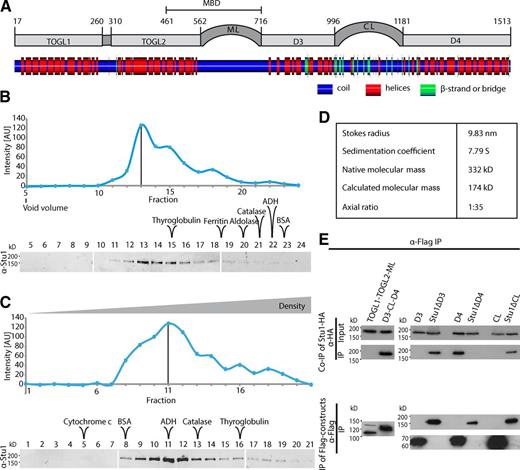 Figure 1. Stu1 dimerizes via D4. (A) Putative domain organization of Stu1. Secondary structure prediction was performed using SYMPRED and visualized by POLYVIEW-2D (Porollo et al., 2004). (B–D) Stu1 is a dimer with an elongated rod shape. The data shown are from a single representative experiment out of two analyses. (B) Gel filtration analysis of FLAG-Stu1. (C) Sucrose gradient analysis of FLAG-Stu1. (B and C) The samples were run on three separate gels as shown. Fractions containing Stu1 were detected by Western analysis and quantified. Standard proteins as indicated were used to determine the Stokes radius or sedimentation coefficient of Stu1 (see also Fig. S1, A and B). White lines indicate that intervening lanes have been spliced out. The black lines indicate the peak fraction. AU, arbitrary unit. (D) Native molecular mass and axial ratio of Stu1 as calculated from the determined hydrodynamic properties as previously described (Schuyler and Pellman, 2002). (E) D4 is the dimerization domain. FLAG-Stu1-GFP constructs were coexpressed with Stu1-HA in S. cerevisiae, and FLAG-Stu1-GFP constructs were affinity purified.