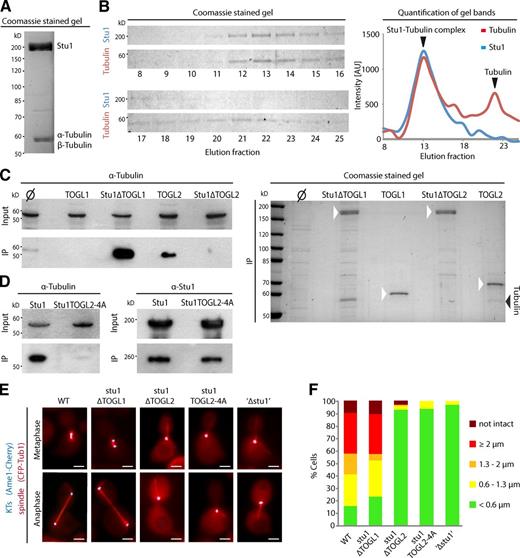 Figure 2. TOGL2, but not TOGL1, binds tubulin and is essential for spindle formation. (A) Tubulin copurifies with Stu1. FLAG-Stu1-GFP was affinity purified (see Materials and methods). Copurified tubulin was identified by mass spectrometry. (B) Stu1 and tubulin coelute as a complex during gel filtration. Fractions were analyzed as indicated and quantified. The data shown are from a single representative experiment out of two analyses. AU, arbitrary unit. (C) TOGL2, but not TOGL1, mediates tubulin binding. The constructs were expressed and purified as in A. Similar amounts of the IPs were loaded and subjected to Western analyses (α-tubulin) or PAGE/Coomassie. Ø indicates that no FLAG-tagged Stu1 construct was expressed. White arrowheads indicate the Stu1 constructs. (D) Mutations in the intra-HEAT repeat loops of TOGL2 abolish the Stu1–tubulin interaction. Constructs were expressed and purified as in A. (E) Cells were released from G1 arrest and visualized in meta- and anaphase. To analyze stu1ΔTOGL2, stu1TOGL2-4A, and ‘Δstu1’ cells, WT Stu1 expressed in the background was depleted. Bars, 2 µm. (F) Spindle phenotypes were quantified as indicated 2 or 2.5 h (Fig. S2) after G1 release. n > 100.