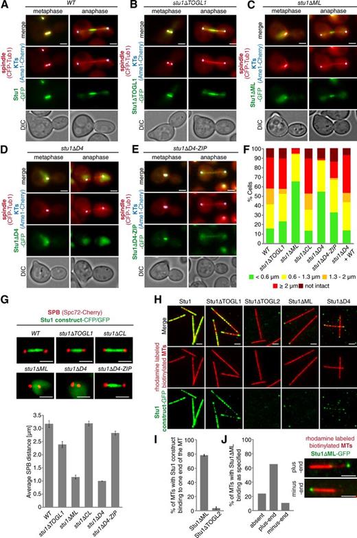 Figure 6. ML and TOGL2 confer interaction of Stu1 with the MT lattice. (A–G) Localization to metaphase spindles depends on ML and Stu1 dimerization. (A–E) Cells were released from G1 arrest and visualized in metaphase and anaphase. DIC, differential interference contrast. (F) Spindle phenotypes were quantified as indicated 2 or 2.5 h (Fig. S2) after G1 release. n > 100. (G) Cells were arrested in metaphase by Cdc20 depletion for 5 h. Spindle length was measured as the distance between SPB signals for n > 100. Error bars represent SDs for two experiments. (H) ML and TOGL2 confer MT lattice binding in vitro. Stabilized and immobilized MTs were incubated with purified Stu1 constructs (Fig. S5 A) and visualized as indicated. (I and J) TOGL2 confers MT plus-end binding in vitro. (I) Quantification of MTs with Stu1 at one of the ends. Experiment performed as in H. Error bars represent the SDs of two experiments. n > 150. (J) Quantification of MTs with Stu1 at the plus end. The experiment was performed as in H with the exception that polarity-marked MTs were used. The fraction of MTs with Stu1ΔML bound to plus or minus ends was determined. n = 174 . Bars, 2 µm.