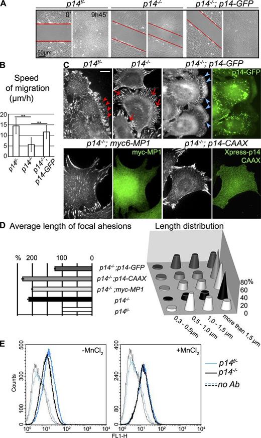 Figure 1. Loss of p14–MP1 endosomal signaling impairs cell migration and FA. (A) Migration of MEFs in wound-healing assay. Red lines depict edges of the wound. See also Video 1. (B) Calculation of migration speed of MEFs in wound-healing assay (µm/h, mean of cell migration speeds ± SD; **, P < 0.001, Student’s t test). (C) IF: anti-Paxillin antibody. Note formation of elongated peripheral FAs in p14−/− MEFs (red arrows) compared with FAs and FCs at the leading edge of the control p14f/− MEFs (red arrowheads). Expression of myc6-MP1 or Xpress-p14-CAAX does not restore FA pattern in p14−/− MEFs (presence of myc6-MP1 is confirmed by anti-myc antibody showing cytoplasmic distribution of MP1, presence of p14-CAAX is confirmed by anti-Xpress antibody). Reduction of FA size can be achieved by expression of p14-GFP (blue arrowheads, presence and localization of p14-GFP is confirmed by GFP image). Bar, 10 µm. (D) Quantification of average FA length and detailed analyzes of FA populations (“Length distribution”) in MEFs. Left graph: mean in percent ± SEM compared with control p14f/− MEFs (mean of FA length in control p14f/− MEFs was taken as 100%). Right graph: FAs are clustered in four specified length groups (x-axis) and are presented in percentage of all adhesions (y-axis) in each type of MEFs. See also Table S1. (E) FACS analysis of activated β1 integrins (identified with 9EG7 antibody) reveals no difference in expression in p14f/− MEFs (black line) and p14−/− MEFs (blue line; dotted lines indicate negative controls). The data shown are from a single representative experiment out of three independent experiments. For complete integrin profile, see Fig. S2.