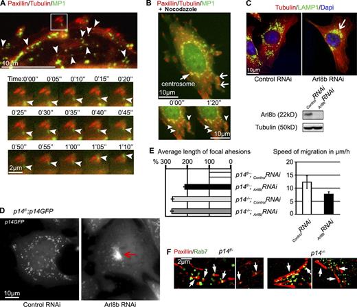 Figure 5. Arl8b-dependent MT plus end–directed transport of late endosomes regulates FAs. (A) MP1 endosomes are transported along MTs. Time-lapse images of HeLa cells expressing GFP-MP1 (green), mCherry-Paxillin (red), and mCherry-tubulin (red) show colocalization of MP1 and MTs (white arrowheads). Representative individual endosome moves along MTs toward two FAs (bottom panels, white arrowheads). See also Video 7 and 8. (B) Nocodazole treatment of a cell transfected as in A results in MT depolymerization and “trapping” of few GFP-MP1 endosomes in FAs (white arrows and arrowheads). Time-lapse images of the same cell show that positions of GFP-MP1 endosomes do not change in time due to abolished MP1 transport. (C) Arl8b knockdown in MEFs. IF: anti-LAMP1 (green), anti-tubulin (red) antibodies, and Hoechst. LAMP1-positive late endosomes collapse to the perinuclear region upon Arl8b knockdown (white arrow). WB: anti-Arl8b antibody, anti-tubulin used as loading control. (D) The p14−/−;p14-GFP MEFs treated with control and Arl8b RNAi. The late p14-GFP endosomes cluster in the Arl8b RNAi-treated cells (red arrow). See also Video 9. (E) The graph on the left shows the quantification of average FA length in MEFs. Mean in percent ± SEM compared with control p14f/− MEFs treated with control RNAi (mean of FA length in control p14f/− MEFs treated with control RNAi was taken as 100%). See also Table S1. The graph on the right shows the migration speed of p14−/−;p14-GFP MEFs transfected with control (n = 26) and Arl8b siRNA (n = 66) in wound-healing assay (µm/h, mean of cell migration speeds ± SD). (F) Colocalization of Paxillin and Rab7 in MEFs. Images from time-lapse series of MEF cells coexpressing GFP-Rab7 (green) and mCherry-Paxillin (red). White arrows indicate FAs targeted by GFP-Rab7. See also Video 10.