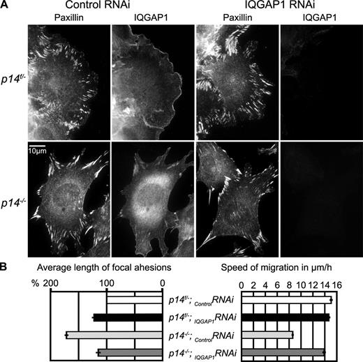 Figure 8. In the absence of p14–MP1 endosomal signaling, down-regulation of IQGAP1 by RNAi rescues FAs and cell migration. (A) IF: anti-Paxillin and anti-IQGAP1 antibodies. (B) Left: quantification of average FA length in MEFs transfected with control or IQGAP1 RNAi. Mean in percent ± SEM is compared with control p14f/− MEFs transfected with control RNAi (taken as 100%). Right: calculation of speed of migration in wound-healing assays. Mean in µm/h ± SEM. Importantly, only cells that had strong down-regulation of IQGAP1 (no signal on IF using anti-IQGAP1 antibodies as in A) were used for the calculation. See also Table S1.