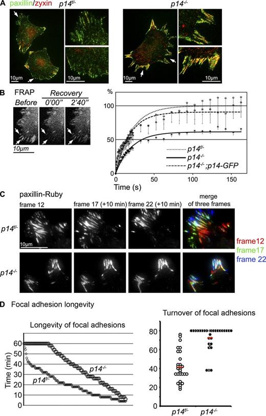 Figure 2. Analysis of FA turnover. (A) IF of p14f/− and p14−/− MEFs with anti-Paxillin and anti-Zyxin antibodies. White arrows indicate leading edge formation areas in the control cells where no Zyxin-positive FAs are detected (magnification). In the p14 knockout MEFs the overall elongated FAs are also positive for Zyxin (magnification). (B) FRAP analysis of FAs in indicated MEFs. Image shows representative example of FAs (white arrows) before bleaching and during recovery time in p14f/− MEFs. Graph shows curves of fluorescence recovery (mean of 10 cells per group, number of measured FAs = 60) after bleaching of indicated MEFs. (C) TIRF microscopy of MEFs expressing mRuby-Paxillin. See also Videos 2 and 3. Shown are mature FAs of magnified areas of control and p14 knockout MEFs at three different timeframes (1 frame = 10 min). Merging of the three color-coded frames indicates the development of single FAs over time. Note: white FAs are stable over the shown time period (20 min). (D) Quantification of FA turnover. The left graph displays the existence of single FAs (n = 168) as dots over a time period of 60 min. All existing FAs were included. The right graph shows dynamic FA events. New growing FAs were analyzed during a time period of 80 min (P < 0.001).