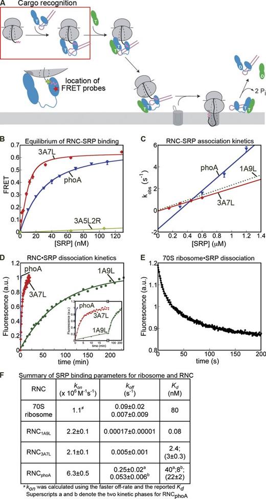 Figure 2. Ribosomes bearing SRP substrates are selectively retained by SRP. (A) Highlight of the cargo recognition step (box) measured in this figure and the FRET probes used. (B) Equilibrium titration for SRP binding to RNC3A7L (red) and RNCPhoA (blue). The data were fit to Eq. 2, and obtained Kd values are summarized in F in parenthesis. The FRET signal with RNC3A5L2R (light green) was too small to be quantified (see also Fig. S1 A). (C) Observed rate constants (kobsd) for RNC–SRP association plotted against SRP concentration. Values of kon were obtained from a fit of the data to Eq. 4 and summarized in F. The data for RNC1A9L (dotted line) is from Saraogi et al. (2011) and shown for comparison. See Fig. S1 (B and C) for representative time courses. (D) Rate constants of SRP dissociation from RNC. The data were fit to Eq. 5a for RNC1A9L and RNC3A7L, and Eq. 5b for RNCPhoA (see Fig. S1 D). The koff values are summarized in F. The inset shows a magnification of the plot. (E) Kinetics of SRP dissociation from the 70S ribosome. These data were fit to Eq. 5b, and koff values are reported in F. (F) Summary of the rate constants obtained in C–E. The Kd values were calculated from measured rate constants using Kd = koff/kon, or from equilibrium titrations (values in parenthesis). For RNCPhoA, the measured Kd was the same, within error, as the weighted mean of the Kd values for the two kinetic phases (indicated by superscripts a and b). See the Materials and methods section and Fig. S1 D for a discussion of the biphasic behavior of RNCPhoA. The kon value for SRP-70S ribosome association was calculated from kon = koff/Kd (Zhang et al., 2010). Error bars in B and C indicate mean ± SEM. Values in F are mean of 2–4 experiments ± SD.