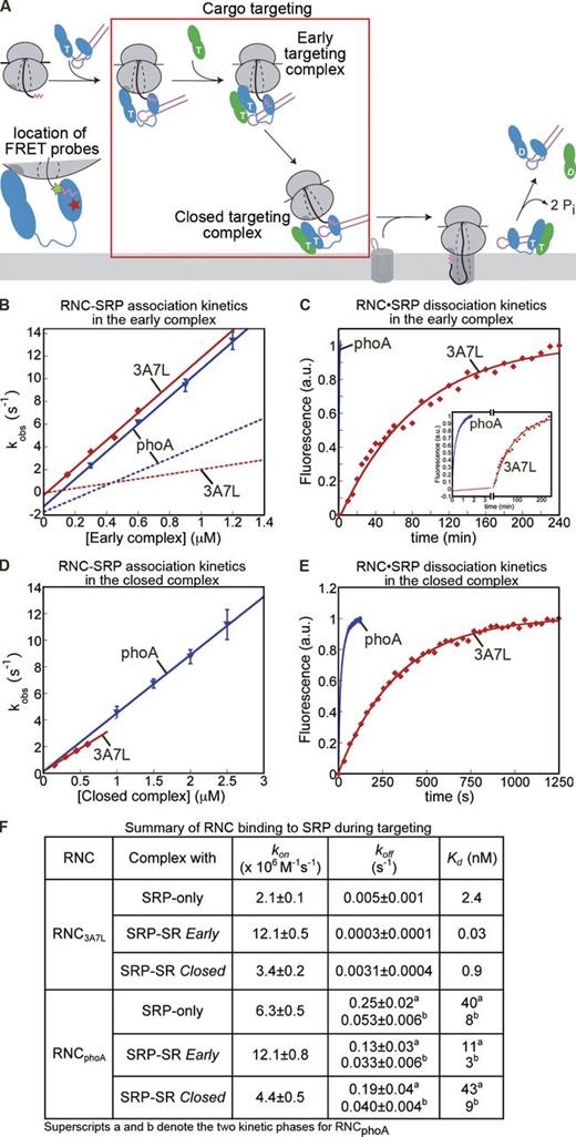 Figure 3. FtsY actively regulates the interaction of SRP with its substrates. (A) Highlight of the targeting step (box) measured in this figure and the FRET probes used. (B and D) Kinetics of RNC binding to the SRP–FtsY early complex (B) or closed complex (D) with RNC3A7L (red) and RNCPhoA (blue). The data were fit to Eq. 4, and the kon values obtained are summarized in Fig. 3 F. See Fig. S2 for representative time courses. The dotted lines indicate the corresponding binding kinetics in the absence of FtsY (from Fig. 2 C) and are shown for comparison. Values are averages of 2–3 experiements ± SD (error bars). (C and E) Kinetics of RNC dissociation from the early (C) or closed (E) targeting complex. The data were fit to Eq. 5a or Eq. 5b, and the obtained koff values are summarized in F. The inset in C shows a magnification of the plot. (F) Summary of the RNC–SRP binding affinity at different stages of the targeting pathway. The values for SRP only are from Fig. 2 F and are shown for comparison. Kd values were calculated from Kd = koff/kon. The two kinetic phases for RNCPhoA are indicated by superscripts a and b. Values in F summarizing data from B–E are averages of 3–4 experiments ± SD.