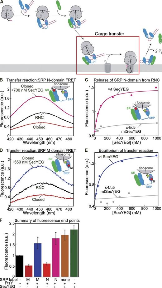 Figure 6. SecYEG effectively unloads cargo from the closed targeting complex. (A) Highlight of the cargo transfer step in the targeting pathway. (B) Fluorescence spectra of Cm-labeled RNC3A7L by itself (black), in the closed targeting complex with SRP labeled with BODIPY-FL at C11 (N domain; red), and upon addition of SecYEG to the closed targeting complex (pink). The inset shows a diagram of the FRET pair used for this experiment. (C) Titration of wt (pink) or mutant (gray) SecYEG into the closed targeting complex formed with BODIPY-labeled SRP (C11; also see Fig. S5 B). (D) As in B, except that the M domain FRET pair (inset and Fig. 1 B) was used. (E) As in C, except that the M domain FRET pair was used. The data were fit to Eq. 6 to give an EC50 for transfer of 39 ± 26 nM. (F) Summary of the changes in fluorescence end points upon addition of saturating SecYEG to the closed targeting complex, formed with unlabeled SRP (brown) or with SRP labeled at the M (blue) or N (magenta) domain. The fluorescence signal upon direct addition of RNC to SecYEG is in green. All experiments were performed with 20 nM Cm-labeled RNC3A7L, 40 nM SRP, 500 nM FtsY, and 100 µM GppNHp. All fluorescence values are normalized relative to those of RNC (black). Data in B–E are representative of three to four experiments. Values in F are means of at least three experiments ± SD (error bars).