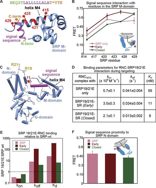 Figure 4. Molecular basis for FtsY-induced changes in SRP–RNC binding affinity. (A) Crystal structure of a signal sequence (magenta) bound to the Methanocaldococcus jannaschii Ffh M domain (blue; Protein Data Bank accession no. 3NDB; Hainzl et al., 2011). The donor dye at the signal sequence N and C termini are in green and orange, respectively. The acceptor dyes on Ffh helix M4 are in red. Residue numbering is for homologous residues in E. coli Ffh. (B) FRET efficiency between Cm at the signal sequence C terminus and BODIPY-FL at indicated residues in SRP helix M4 in the RNC–SRP complex (pink) and the early (dark red) and closed (green) targeting complexes. The inset shows a diagram of the FRET pair used for this experiment. (C) Crystal structure of Ffh (blue) modeled into the cryo-EM density (Protein Data Bank accession no. 2J28; Halic et al., 2006a) for the SRP–RNC complex. The signal sequence is in magenta. Conserved residues 19 and 21 in the Ffh N domain are shown in gold. Red denotes the FRET acceptor labeled at C11 in the N domain. The ribosome, which sits directly above R19 and R21, is not shown for clarity. (D) A summary of the kinetic parameters for SRP19/21E mutant binding to RNC3A7L at various stages of targeting (see Fig. S4, B–G, for time courses). (E) The defect displayed by mutant SRP19/21E in binding RNC3A7L at different stages of targeting. The ratios of the rate or equilibrium constants for RNC3A7L binding to SRP19/21E (Fig. 4D) relative to wt SRP (Fig. 3 F) are plotted. The dotted line indicates the expected ratio of 1 if the mutant displays no defect (see Fig. 4 D and Fig. S4). (F) Maximal FRET efficiency between Cm-labeled RNC3A7L and BODIPY-labeled SRP C11 (C) during the targeting cycle. The inset shows a diagram of the FRET pair used for this experiment. Molecular graphics were generated using UCSF Chimera (Pettersen et al., 2004). Values in B are means of four experiments ± SEM (error bars). Values in D and F are means of 2–3 experiments ± SD.