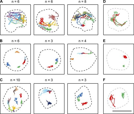 Figure 7. Movement of individual STB plasmid foci in wild-type, csm4Δ, and ndj1Δ strains. The traces from three representative cells each illustrate the excursions of individual plasmid foci (denoted by different colors) over a 1-min period in the wild-type (A), csm4Δ (B), and ndj1Δ (C) strains (Fig. 5, Fig. 6, and Fig. S3; and Videos 2 and 4). The plasmid foci were visualized at 4 h (wild type) and at 7 h (mutants) after transfer to sporulation medium. The nuclear periphery (broken lines) is an approximate representation deduced from a single frame of each 60-frame movie, based on background nuclear fluorescence from GFP-LacI. For comparison, the paths traversed by unpaired IVR TELs over a 1-min span are depicted in D–F (Videos 1 and 3). As the pertinent nuclei images were not available, the nuclear outlines in D–F were arbitrarily chosen from the plasmid movies representing the relevant genetic backgrounds. n = number of plasmid foci in a nucleus. Bar, 2 µm.