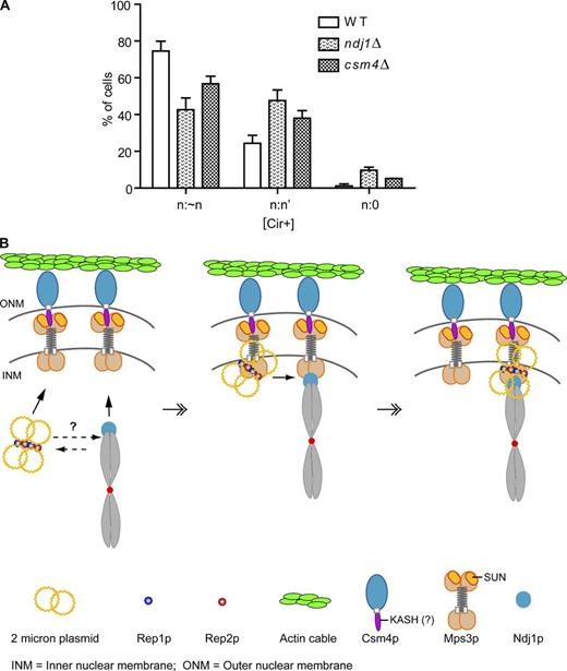 Figure 10. Meiosis plasmid segregation in ndj1Δ and csm4Δ strains: A model for 2 micron plasmid segregation during meiosis I. The segregation analyses were performed using the STB reporter plasmid, as described under Fig. 1. The bar graphs showing the types of plasmid segregation during meiosis I (A) represent the analysis of 75–100 cells. Wild-type values are from Fig. 1 C. The n:∼n class includes n:n and n:n − 1. Segregation results for a chromosome, fluorescence-tagged at CEN on both homologues, are given in Fig. S5. (B) A model embodying current results envisages the 2 micron plasmid as gaining access to the nuclear envelope-associated motor machinery with the assistance of the Rep1-Rep2-STB system. Ndj1 appears not to be essential for plasmid–membrane association, although it may enhance plasmid tethering to TELs as they become anchored at the envelope and engage the motor. An alternative membrane-independent interaction of plasmids with TELs (shown by the broken lines) cannot be ruled out. Csm4, the force transducer of the motor, may be related to KASH domain proteins (Koszul and Kleckner, 2009). TEL-associated plasmid segregation during meiosis I would be consistent with potential hitchhiking of plasmids on chromosomes during mitosis (Velmurugan et al., 2000; Mehta et al., 2002; Liu et al., 2013). Current evidence does not preclude meiotic plasmid segregation in a membrane-associated fashion independent of chromosomes. Furthermore, the TEL-associated and chromosome-independent pathways of plasmid segregation need not be mutually exclusive. The representations of Csm4 and Mps3 here are patterned after those from an earlier review (Starr and Fridolfsson, 2010).