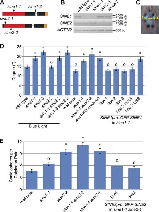 Figure 10. Biological roles of SINE1 and SINE2. (A) T-DNA insertion sites of sine1-1, sine1-3, sine2-1, and sine2-2. The left borders of T-DNA insertion sites were confirmed by sequencing and indicated by arrows on SINE1 and SINE2 genomic structures (drawn to scale). Exons are depicted as filled bars, and introns are depicted as lines. DNA fragments encoding the ARM repeats and the TMD-KASH domain are shown in red and orange, respectively. (B) RT-PCR determination of the expression levels of SINE1 and SINE2 in their mutants. Primers amplified the full-length coding sequences are listed in Table S2. (C) Example of measuring nuclear position in guard cells. An ellipse was rendered on a pair of guard cells, and the acute angle between the center of the nucleus and the minor axis (indicated by curved double-headed arrows) was measured. (D) Mean guard cell nuclear positions determined by the angle shown in C. Blue asterisks, P < 0.01 when compared with wild type after blue light treatment; blue circles, P > 0.05 when compared with wild type after blue light treatment; black asterisks, P < 0.01 when compared with wild type without blue light treatment; black circles, P > 0.05 when compared with wild type without blue light treatment. Two-tailed t test was used and n = 172. (E) Quantification of conidiophore formation on the cotyledon adaxial side as a measure of Hpa Noco2 growth on the indicated genotypes. Values are means ± SE of three biological replicates, each with n = 40. Asterisks indicate significant differences to wild type, and circles represent no significant differences to wild type. One-way analysis of variance (α < 0.01; n = 120) followed by Tukey’s honest significant difference test (α < 0.01) was used.