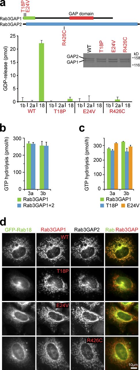 Figure 2. Disease-associated mutations in Rab3GAP1 and Rab3GAP2 result in loss of Rab18 GEF activity. (a) A schematic of the Rab3GAP complex showing the Rab3 GAP domain and the conserved N-terminal region of Rab3GAP1. Pathological missense mutations in Rab3GAP1 and Rab3GAP2 are marked. Wild-type and disease mutant Rab3GAP complexes were used for GEF assays toward Rab1b, Rab2a, and Rab18. Error bars indicate the standard deviation of the mean (n = 3). (b) Wild-type Rab3GAP1, Rab3GAP1 and Rab3GAP2, or (c) wild-type and disease mutant Rab3GAP1 were used for GTPase assays with Rab3a or Rab3b. Error bars indicate the range (n = 2). This is a subset of the full screening data presented in the inset bar graph panel of Fig. S1 a. (d) HeLa cells were cotransfected for 20 h with GFP-Rabs, wild-type and disease mutant Myc-tagged Rab3GAP1, and the Tom70-FLAG-Rab3GAP2 mitochondrial-targeting fusion as indicated in the figure. The cells were fixed and then stained with FLAG and Myc antibodies; Rabs were visualized using GFP fluorescence. Bars are marked in the figure.