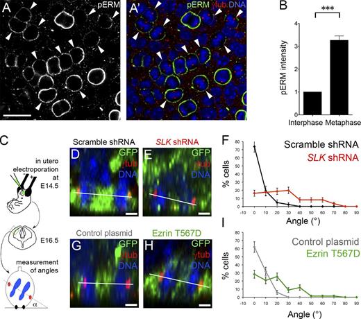Figure 3. ERM activation is essential for proper spindle orientation in mouse apical progenitors. (A and A’) En face confocal view of apical progenitors at E16.5 stained for pERMs (green), γ-tubulin (red), and DAPI (blue). Focus has been made at the plane containing the spindle poles of mitotic progenitors. Arrowheads point to prometaphase and metaphase cells. Bar, 20 µm. (B) Quantification of cortical pERM intensity (mean ± SEM; arbitrary units) at the cortex in metaphase and adjacent interphase cells. n = 85 cells; ***, P < 10−5. (C) Schematic representation of the experimental procedure using in utero electroporation in mouse embryos at E14.5 and analyzed at E16.5. Transfected cells expressed GFP. (D, E, G, and H) Z-views obtained from en face confocal images of the cerebral neocortex electroporated with scramble (D) or Slk-shRNA–encoding plasmids (E) or with empty (G) or ezrin T567D–encoding vectors (H). The scramble shRNA panel (D) is shown again in Fig. S1 K. (F and I) Percentage of cells dividing at a specific angle α, using the measurement conventions indicated in C (mean ± SD; n = 50–85 cells from three to six independent embryos). The angle distributions were different from controls, with P < 10−5 (Kolmogorov-Smirnov test). Bars, 1 µm.
