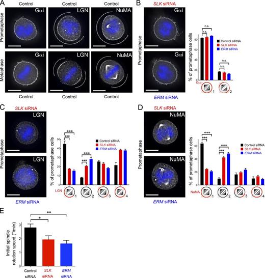 Figure 4. Localized LGN and NuMA association with the cell cortex relies on ERM activation. (A–D) Endogenous Gαi, LGN, and NuMA staining in prometaphase and metaphase cells cultured on L-shaped micropatterns. The micropatterns are oriented as in Fig. 1 G. Dotted lines indicate LGN–NuMA extent at the cortex. Metaphase corresponds to cells with fully congressed chromosomes and promometaphase corresponds to cells after nuclear envelope breakdown but without fully congressed chromosomes. DAPI staining is displayed in blue. The three prometaphase control panels are shown again in Fig. S2 A, and the NuMA metaphase panel is shown again in Fig. S2 B. Endogenous Gαi (B), LGN (C), and NuMA (D) staining in prometaphase micropatterned cells after SLK or ERM depletion. For each marker, the percentage of prometaphase cells (mean ± SEM) displaying the indicated localization (categories 1–4) is quantified after control (black), SLK (red), and ERM (blue) depletion. n > 50 cells, n = 2 (B); n > 125 cells, n = 3 (C); n = >150 cells, n = 6 (D); ***, P < 3 × 10−4 (Student t test). (E) Initial speed of spindle rotation (degree/min) in the first 5 min of chromosome congression, after control (black), SLK (red), and ERM (blue) depletion. Mean ± SEM; n > 60 cells; n = 3. n.s., not significant; *, P < 0.05; **, P < 2 × 10−2 (Student t test). Bars, 10 µm.