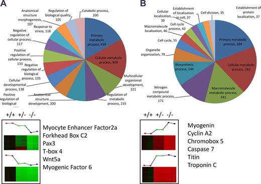 Figure 7. Microarray analysis of Cacnb1 wild-type (+/+), heterozygous (+/−), and knockout (−/−) MPCs. Genes were selected based on dose-dependent correlation with Cacnb1 expression. Genes said to be up-regulated by Cacnb1 are lowest in −/− cells and functionally annotated in A, whereas genes said to be down-regulated by Cacnb1 are highest in −/− cells and functionally annotated in B. GOTERM “other” (1,640 for A and 234 for B) was omitted from charts in order to improve visibility of other categories. Genes of interest involved in cell cycle and muscle development are listed below pie charts. See also Fig. S3 and Table S4.