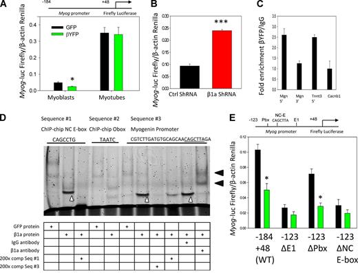 Figure 9. Cavβ1a action at the Myog promoter. (A) Myog-luc expression in GFP (black) or Cavβ1a-YFP (green) expressing myoblasts (n = 5) and myotubes (n = 6). (B) Myog-luc expression in control (black) and Cavβ1a-shRNA (red)–transfected C2C12 myoblasts (n = 3). (C) ChIP-qPCR showing relative fold enrichment of Cavβ1a-YFP pull-down of Myog promoter (Mgn 5′) and Tnnt3 promoter (Tnnt3), with Myog 3′ region (Mgn 3′) and Cacnb1 exon 5 (Cacnb1) as controls. (D) Gel shift assay using GFP protein (control) or Cavβ1a-YFP protein from Cos7 nuclear extracts. Mouse IgG is nonspecific antibody. A specific shift can be seen in lanes 2, 7, and 10 (white carats), and supershift induced by YFP antibody seen in lane 11 (black arrowheads). Fluorescently labeled probe sequences (top) were generated from ChIP-chip motif results (sequences #1 and #2) and from the Myog promoter (sequence #3; NC E-box motif underlined). Full probe sequences are available in Table S1. (E) Mutation analysis of Myog promoter. C2C12 were transfected with GFP (black) or Cavβ1a-YFP (green) and then wild-type (−184 +48) Myog-luc, or −123 +48 fragments with mutations in E1 E-box (ΔE1), Pbx1 (ΔPbx), or noncanonical E-box (ΔNC E-box; CAGCTTA sequence indicated in D has been mutated to TGGCTTA) Myog-luc constructs, n = 3 per group. Locations of mutations are indicated above. See Berkes et al. (2004) for origin of these constructs. Data are ± SEM; *, P ≤ 0.05; ***, P ≤ 0.001.