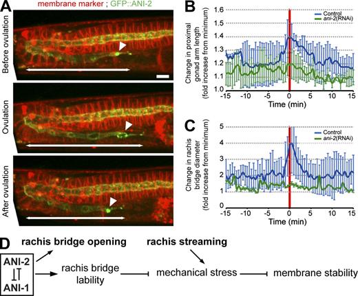 Figure 8. ANI-2 permits elastic deformation of the adult hermaphrodite gonad and rachis bridges. (A) Time-lapse confocal image projections of the gonad of a wild-type hermaphrodite expressing GFP::ANI-2 (green) and a membrane marker (red) captured before (top), during (middle), and after (bottom) ovulation. Arrowheads point to the most proximal rachis bridge. Double-headed arrows indicate the length of the GFP::ANI-2–enriched portion of the proximal gonad arm. Bar, 10 µm. See also Videos 1 and 2. (B and C) Measured fold-increase (as compared with minimum measurement) in proximal gonad arm length (B) and rachis bridge diameter (C) over time in the gonads of control (blue, n = 6) and ani-2(RNAi) (green, n = 5) adult hermaphrodite animals undergoing ovulation. Time 0 corresponds to the point of oocyte entry into the spermatheca. Error bars represent SD. (D) Proposed model depicting ANI-1 and ANI-2 function in promoting rachis bridge opening during larval development and relieving mechanical stress upon oogenesis in adult animals.