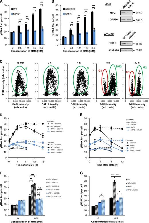 Figure 2. The formation of DSBs after MMS requires MPG activity. (A) γH2AX foci in WT and MPG−/− MEFs. Cells were treated with 10 µM EdU and different concentrations of MMS for 1 h. 15 min after removing EdU/MMS, cells were fixed and stained against γH2AX and EdU. γH2AX foci were assessed in EdU-positive S-phase cells (±SEM from three experiments). (B) γH2AX foci in A549 cells after siRNA for 72 h. Cells were treated and analyzed as in A (±SEM from three experiments). Efficient siRNA depletion was confirmed by Western blotting; GAPDH was used as a loading control. (C) Cell cycle distribution of A549 cells treated with siControl after 1 mM MMS monitored by measuring the EdU and the DAPI signal with the Metafer Scanning System (Metasystems). The data presented are from a single representative experiment out of three repeats; in each blot the distribution of 2,000 cells is shown. In exponentially growing A549 cells, a fraction of ∼40% was EdU positive; this fraction was neither affected by transfection with siRNA nor by the MMS treatment. In WT and MPG−/− MEFs the fraction of EdU-positive cells was 20–25%. (D) γH2AX foci kinetics in WT and MPG−/− MEFs. Cells were treated with siRNA and, 48 h later, treated with EdU and 1 mM MMS for 1 h. After removing EdU/MMS, cells were fixed at the indicated times and γH2AX foci were analyzed in EdU-positive S/G2 cells (C, green ovals). EdU-positive G1 cells (red ovals) were excluded from analysis (±SEM from three experiments). Efficient depletion of Rad51 was confirmed by Western blotting (B). α-Tubulin was used as a loading control. (E) γH2AX foci kinetics in siRNA-treated A549 cells. Cells were treated with siRNA and, 48 h later, analyzed as in D (±SEM from three experiments). Western blots for Rad51 depletion and for co-depletion of Rad51 and MPG are shown in Fig. S3 C. (F) γH2AX foci in XRCC1-depleted WT and MPG−/− MEFs. 48 h after transfection with siRNA, cells were treated with EdU and 0.5 mM MMS for 1 h. Cells were fixed 4 h after removing EdU/MMS and γH2AX foci were analyzed in EdU-positive S-phase cells (±SEM from four experiments). Efficient depletion of XRCC1 was confirmed by Western blotting (Fig. S3 C). (G) γH2AX foci in WT and MPG−/− MEFs treated with PARPi. Cells were treated with 15 µM PARPi and 1 h later EdU and 0.5 mM MMS were added for an additional hour. 4 h after removing the drugs, the cells were fixed and γH2AX foci were analyzed in EdU-positive S-phase cells (±SEM from three experiments). *, P < 0.05; **, P < 0.01; ***, P < 0.001.