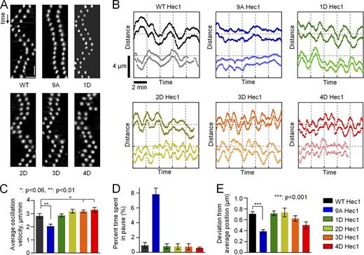 Figure 2. Phosphoregulation of metaphase chromosome oscillations. (A) Kymographs (time and distance scale bars are 24 s and 2 µm, respectively) of representative sister kinetochore pairs from bioriented chromosomes in cells rescued with WT Hec1-GFP or the indicated phosphomimetic mutants generated in an A background. (B) Representative tracings for two sister kinetochore pairs from the indicated backgrounds. The y axis shows the relative position along the spindle axis; time and distance scale bars are the same for all graphs. The vertical offset between each set of pairs is for easier visualization. (C) Mean velocity of kinetochore movement along the spindle axis. See legend on the right for color coding. Data for each bar in C–E are based on 22 kinetochore tracks from at least seven cells. Here and in D and E, the results for 1D Hec1 are the means for three different mutants (Fig. S2, A–C). (D) Time spent with no motion for two sequential frames, or 6 s, normalized to the total time of the time lapse. (E) Deviation from average position, a measure of oscillation amplitude (Stumpff et al., 2008). Error bars are SEMs.