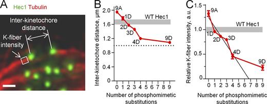 Figure 3. Quantitative analysis of the phosphoregulation of K fibers in metaphase cells. (A) Example metaphase PtK1 cell depleted of endogenous Hec1 and rescued with 1D Hec1, fixed, and stained with antitubulin and anti-Hec1 antibodies. The white box shows the area in which the mean intensity of tubulin staining was measured to compare relative sizes of K fibers in different cells. Bar, 1 µm. (B) Interkinetochore distances in metaphase cells expressing Hec1 with different numbers of phosphomimetic substitutions. Results for 1D Hec1 are averaged between three mutants (Fig. S2 D). Shaded area shows the range for interkinetochore distances in WT Hec1 cells. The broken line shows interkinetochore distance in the absence of MTs: 1.0 µm (DeLuca et al., 2006, 2011). At least 127 kinetochores were analyzed in ≥30 cells for each Hec1 mutant. (C) Relative K-fiber intensities in cells expressing Hec1 with different numbers of phosphomimetic substitutions. Results for 1D Hec1 are averaged between three Hec1 mutants (Fig. S2 E). Mean intensity of K fibers in WT cells was chosen as 1; shaded area shows the corresponding range. The value for 9D Hec1 is significantly different from 0 (P < 0.05), which is predicted from the linear relationship. The black line is a best linear fit of experimental points for zero to four phosphomimetic substitutions. At least five K fibers were measured per cell in ≥22 cells for each Hec1 mutant. Error bars are SEMs. a.u., arbitrary unit.
