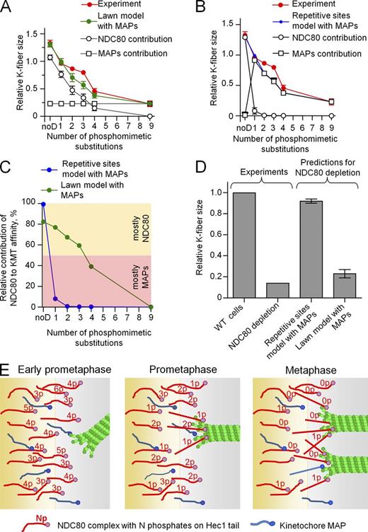 Figure 6. Analysis of contribution of other kinetochore MAPs to KMT affinity. (A) Relative K-fiber size predicted for different molecular lawns. The green curve is the total kinetochore affinity, and it is a sum of the contributions from NDC80 complexes with different degrees of phosphorylation and MAPs. (B) Relative K-fiber size predicted for different phosphomutants in the repetitive sites model. Contribution from NDC80 complexes was renormalized (compare with Fig. 4 D), such that the predicted number of KMTs did not exceed the experimentally measured K-fiber size. The MAP contribution is a difference between the best fit with the lawn model (A) and the contribution from NDC80 complexes. The combined affinity in the repetitive sites model was thus matched to the combined affinity in the lawn model (A). (C) Percentage of contribution of NDC80 complexes to the total KMT affinity calculated for the two models with MAPs. Both models provide a match to K-fiber size in cells (see A and B), but they predict different relative NDC80 versus MAP contribution. (D) Relative K-fiber size for kinetochores with depleted Nuf2 (a subunit of the NDC80 complex) in vivo (data from DeLuca et al., 2005) and predictions of the two models in which only MAPs are present. Experimental and theoretical data were normalized to the number of KMTs for WT cells. (E) Summary diagram of the tunable KMT interface. NDC80 complexes and other MAPs comprise a molecular lawn that interacts dynamically with competing MTs. Early in mitosis, NDC80 is likely to be hyperphosphorylated, so other MAPs provide a major contribution to the overall weak KMT binding. As MTs begin to attach, the mean phosphorylation on the Hec1 tail decreases to a range of one to two phosphates, and the contribution of NDC80 becomes significant. Further dephosphorylation in metaphase reduces the mean number of phosphates to a range of zero to one, and the contribution of NDC80 complexes to MT binding dominates. p indicates the number of phosphates. This drawing underrepresents the number of MT-bound NDC80 complexes, which is estimated to be 10–12 (Fig. S5 B). Error bars are SEMs.