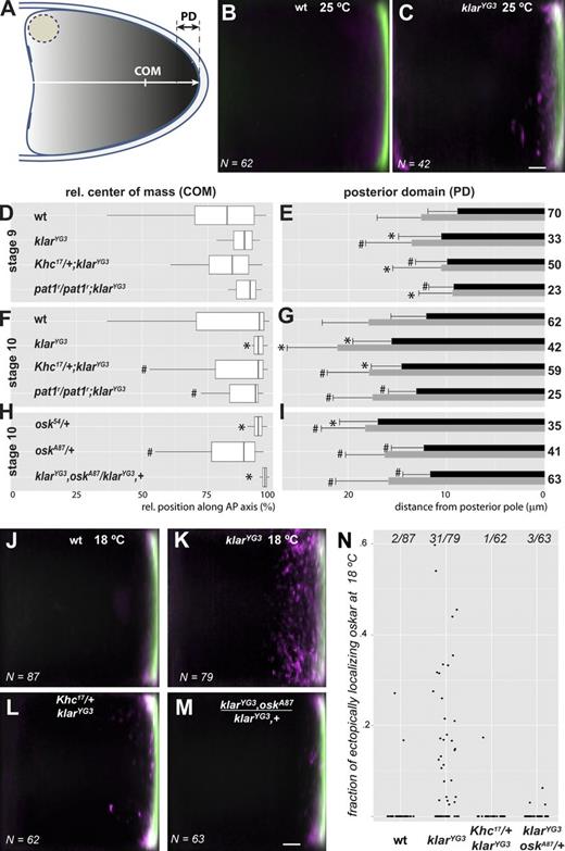 Figure 6. Semiquantitative analysis of oskar mRNA localization. (A) Schematic representation of the center of mass (COM) of the oskar signal and the posterior domain (PD), where oskar mRNA accumulates (see also Fig. S3). (B and C) Relative oskar mRNA distribution in stage 10 wild-type (B) and klarYG3/klarYG3 (C) oocytes. oskar mRNA distribution within similarly developed oocytes of the same genotype was averaged (see details in Fig. S3), mean oskar signal is shown in green, and SD of the signal is in magenta to indicate variability (e.g., ectopically localizing mRNA). N (bottom left corner) indicates the number of oocytes analyzed and plotted. The images in B and C are shown again alongside additional genotypes in Fig. S3 (F and G), respectively. Bar indicates 10% of relative oocyte length. (D, F, and H) Boxplots of the distribution of the center of mass of bulk oskar mRNA in stage 9 (D) and stage 10 (F and H) oocytes along the AP axis in percentages relative (rel.) to the length of the AP axis at 25°C. The boxplots indicate the 10th, 25th, 50th, 75th, and the 90th percentiles of datasets, from left to right. (E, G, and I) The size of the posterior domain of oskar mRNA (black horizontal bars) and Oskar protein (gray horizontal bars) in stage 9 (E) and stages 10–11 (G and I) oocytes at 25°C. Bars indicate the mean; error bars represent SDs of the size of the posterior domain. Genotypes are indicated left of the boxplots, and number of oocytes analyzed are to the right of the bar plots. Asterisk and hash signs indicate significant difference relative to wild-type or klarYG3 homozygous oocytes, respectively (α = 0.05; see also Table 2). In stage 10 osk54/+ oocytes, the center of mass of oskar mRNA is closer to the posterior pole than in wild type, similar to klarYG3. This shift might be a result of the reduced stability of the nonlocalized mutant oskar mRNA (oskar levels are 72 ± 5% of wild type in osk54/+ ovaries as determined by qRT-PCR; mean ± SD). (see also Fig. S3, Fig. S4, Fig. S5, and Table 2). (J–M) Relative oskar mRNA distribution in stage 10 wild-type (J), klarYG3/klarYG3 (K), Khc17/+; klarYG3/klarYG3 (L), and klarYG3,oskA87/klarYG3,osk+ (M) oocytes. (M) Bar indicates 10% of relative oocyte length. (K) Note the “ragged” posterior domain in the absence of Klar β. (N) The relative amount of oskar found ectopically localizing outside the posterior domain. Ectopic localization is defined in Fig. S3. Dots represent individual oocytes; fractions on the top represent the number of oocytes with ectopically localizing oskar. wt, wild type.