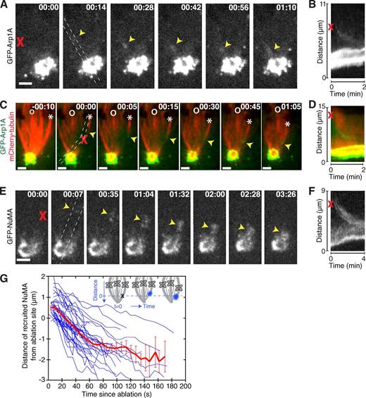 Figure 5. Dynactin and NuMA identify new minus ends within seconds and escort them to spindle poles. (A and E) Representative time-lapse live images of PtK2 cells expressing GFP-Arp1A (A) or GFP-NuMA (E). Arp1A and NuMA (arrowheads) are recruited to the sites of ablation (X) within seconds and move rapidly and processively poleward. GFP-Arp1A and GFP-NuMA puncta move poleward until they are indistinguishable from poles. Time is in min:s, with frame captured immediately after ablation set to 00:00. See also Videos 8 and 10. (B and F) Kymographs along poleward path of GFP-Arp1A (B) or GFP-NuMA (F) puncta, between dashed lines in A and E. Note that the spindle pole itself (bright signal along bottom of kymograph) moves upward during minus end poleward transport, consistent with a reactive force on the spindle pole as the ablated k-fiber is pulled downward via a pole-connected track. (C) Representative time-lapse live images of cells expressing mCherry-tubulin and GFP-Arp1A reveal that recruited Arp1A (arrowheads) localizes at and moves with new microtubule minus ends after ablation (at X). The kinetochore of the ablated k-fiber is marked by an asterisk and a neighboring non-ablated kinetochore is marked by o. See also Video 9. Bars, 2 µm. (D) Kymograph along poleward path between dashed lines in C of ablated mCherry-tubulin k-fiber and GFP-Arp1A puncta. (G) Distance of GFP-NuMA puncta from ablation site as puncta move processively poleward after ablation. In some cases, stationary GFP-NuMA is detectable at the ablation site for up to 40 s before it moves poleward (see also Fig. S4). Red trace indicates the mean (error bars represent SEM) of 43 individual responses (blue traces). On average, the recruited GFP-NuMA first appears ∼0.5 µm farther away from the pole than the site of ablation, which is expected given an ablation area of ∼1 µm (see Materials and methods).
