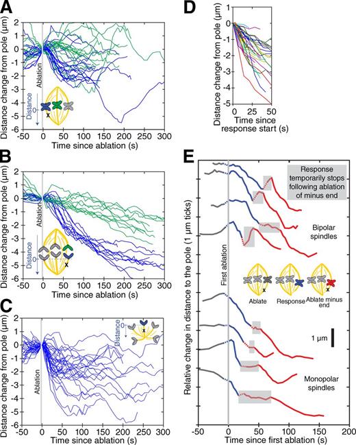 Figure 2. Dynamics of the poleward transport response suggest it acts rapidly and moves chromosomes robustly across different spindle architectures. (A) Change in the distance from chromosomes to the pole before and after ablation of their k-fibers in metaphase bipolar spindles. After ablation, chromosomes attached to ablated k-fibers (blue traces, n = 18) are pulled poleward, whereas neighboring control chromosomes (green traces, n = 14) continue oscillating. (B) Change in the distance from chromatids to the pole before and after ablation of their k-fibers during anaphase. Chromatids attached to ablated k-fibers (blue traces, n = 10) are pulled toward poles faster than anaphase movement of their unmanipulated sister chromatids (green traces, n = 10) before resuming normal anaphase movement around 70 s. See also Fig. S2. (C) Change in the distance from chromosomes to the pole before and after the ablation of their k-fibers in monopolar spindles. After ablation of their k-fibers, chromosomes are rapidly pulled toward poles (blue traces, n = 37) before resuming normal oscillations. (D) Zoom of traces from C displaying only from start to end of the poleward transport response of each trace, synchronized to individual response start times (0 s). (E) Change in the distance from chromosomes to the pole during repeated ablation experiments in bipolar (top) and monopolar (bottom) spindles (four example traces of each). Traces are shown in gray before the first ablation, in solid blue after the first ablation (which severs the k-fiber), and in solid red after the second ablation (which destroys the new, free minus ends). Dotted lines connect points before and after ablation. Poleward transport begins after the first ablation but temporarily stops when the k-fiber stub minus end is destroyed by the second ablation, suggesting that poleward transport requires mechanical engagement of the minus end.