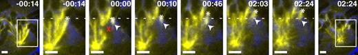Figure 3. Dynein function is required for the poleward transport response. Time-lapse live images of a metaphase GFP–α-tubulin PtK2 spindle (phase contrast, blue; GFP–α-tubulin, yellow) response to k-fiber laser ablation when dynein cargo binding is inhibited by transfection of a dominant-negative p150 fragment. After laser ablation (X), the targeted k-fiber rotates (00:00–00:10) and splays (e.g., 02:03). No significant poleward movement of the newly generated k-fiber minus ends (arrowhead) and attached chromosome (kinetochore marked by asterisk) is observed. Minus ends are not reincorporated into the spindle by 02:24 (compare with delays in Fig. S1 B) despite nearby microtubule populations (e.g., 00:46). The spindle is fragmented and multipolar, as described after transfection with this p150 fragment (Quintyne and Schroer, 2002). Dotted line indicates the position of the kinetochore end of the ablated k-fiber immediately before ablation. Time is in min:s, with frame captured immediately after ablation set to 00:00. Bars, 2 µm. See also Video 5.
