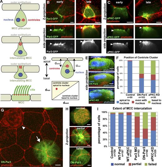 Figure 1. Apical positioning of centrioles and intercalation requires the Par complex. (A) Schematic representation of MCC intercalation. (B and C) Apical localization (arrowheads) of Par3-GFP (B) and aPKC-GFP (C) at different stages of intercalation (early and late). (D) Schematic of the quantification of centriole positioning in MCCs. (E and F) Representative z stack cross-section images (E) and quantification (F) of centriole position in control, DN-Par3, and aPKC-KD MCCs. (G) Mosaic image showing wild-type MCC that has intercalated (arrowhead) and a DN-PAR3-GFP (arrow) MCC that failed to intercalate. (H) Images illustrating the three different phenotypes used for scoring MCC intercalation. (I) Quantification of intercalation in MCCs expressing GFP, Par3-GFP, aPKC-GFP, Par-3 MO, DN-Par3-GFP, or aPKC-KD-GFP. For all experiments, cells from a total of at least five embryos from at least two independent experiments were quantified unless specified otherwise. Quantification in F is based on at least 10 cells each from a total of at least five embryos from at least two independent experiments. Quantifications of DN-Par3 and aPKC-KD phenotypes in F and I are statically significantly different from controls (P < 0.0001, see Table S1). Side projection refers to side views of projection along the x axis in all figures. See Fig. S1. Bars, 5 µm.