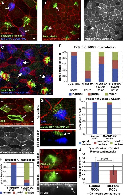 Figure 4. CLAMP is required cell autonomously for intercalation. (A) Mosaic embryos coinjected with CLAMP-MO and αtub-GFP (arrows) stained with anti-acetylated tubulin and phalloidin. (B) Mosaic embryos coinjected with CLAMP-MO and membrane-RFP stained with anti–β-tubulin and phalloidin (wild-type MCCs still intercalate, arrows). (C) Mosaic embryo coinjected with CLAMP-MO and membrane-RFP (blue), showing MCC intercalation defects (arrows). (D) Quantification of intercalation in MCCs injected with control MO, CLAMP MO, or CLAMP MO rescued with xCLAMP or hCLAMP. (E and F) Representative image (E) and quantification (F) of intercalation defect in ICs (green, AE1 staining) containing CLAMP MO (arrowheads) versus wild-type (arrow, lack of red). (G and H) Image (G) and quantification (H) of centriole position in CLAMP morphant MCCs (the arrow highlights the centriole cluster). (I and J) Representative image (I) and quantification (J) of mosaic embryos showing the loss of CLAMP staining in DN-Par3–expressing MCCs (arrowheads) compared with wild-type (arrow). Quantification in H is based on at least 10 cells, each from a total of at least five embryos from at least two independent experiments. Quantifications of intercalation defects in CLAMP morphants in D and F are significantly different from controls, as are morphant embryos from rescue (P < 0.0001, see Table S1). A χ2 test shows no statistical significant difference in H (P = 0.236, see Table S1). Quantification of reduction in apical CLAMP levels in DN-Par–expressing cells is significantly different from controls (P < 0.01, see Table S1). See Fig. S3. Error bars represent standard deviations. Bars, 5 µm.