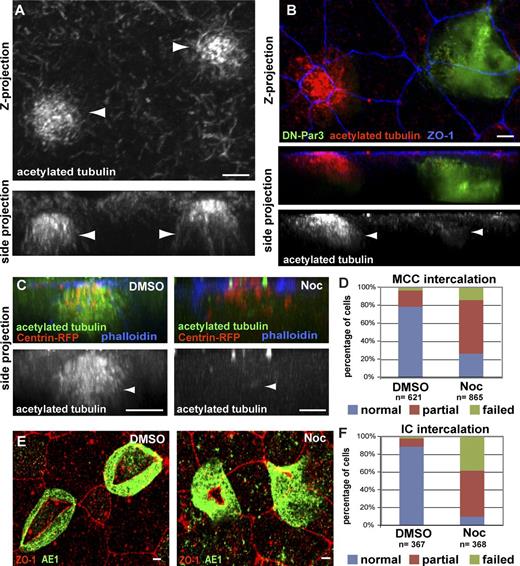 Figure 2. Stabilized apical MTs are required for radial intercalation of MCCs and ICs. (A and B) Anti-acetylated tubulin antibody staining of wild-type MCCs (A, arrowheads) and of a mosaic tissue showing a control and a DN-Par3-GFP–expressing MCC (B, arrowheads) during intercalation. Maximum-intensity projection (top) and corresponding cross section (bottom) are shown. (C and D) Images (C) of MCCs stained with an antibody marking acetylated α-tubulin in DMSO (left, arrowhead), which is lost following treatment with 1 μM Nocodazole (right, arrowhead), along with quantification of intercalation (D). (E and F) Images of IC marker AE1 in DMSO (left)- and Nocodazole (right)-treated ICs (E), along with quantification of intercalation (F). Quantifications of the Nocodazole phenotypes in D and F are statistically significantly different from controls (P < 0.0001, see Table S1). Bars, 5 µm.