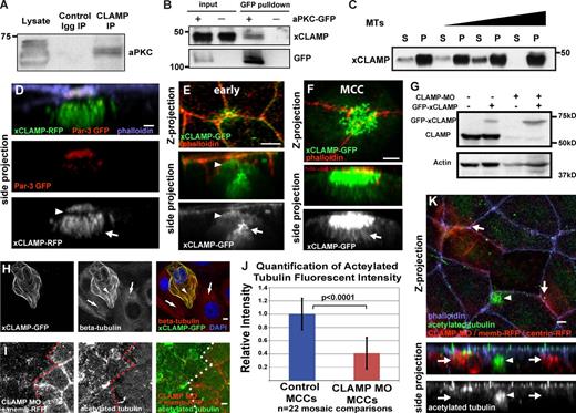 Figure 3. CLAMP interacts with aPKC and stabilizes MTs. (A) Western blot of a coimmunoprecipitation using anti-CLAMP mAb probed with anti-aPKC antibody. (B) Western blot probed with anti-CLAMP mAb of a GFP pull-down using NHS-GFP beads with wild-type lysates (−) or lysates from embryos expressing aPKC-GFP (+). (C) Western blot using anti-CLAMP mAbs of an MT pelleting assay with recombinant GST-tagged CLAMP. S, supernatant fraction; P, pellet. MT concentrations are 0, 0.3, 1.2, and 2.4 µM. (D and E) Localization of CLAMP to the leading edge (arrowheads) colocalized with Par3-GFP (D) and to the centriole cluster (arrows). (F) Image highlighting CLAMP localization to the apical surface and to the associated MTs (arrow). (G) Western blot using anti-CLAMP mAb on lysates from control embryos (lane 1) and embryos injected with GFP CLAMP (lanes 2 and 4) and CLAMP MO (lanes 3 and 4). (H) Staining with anti–β-tubulin and DAPI of RPE-1 cells expressing xCLAMP-GFP (arrowheads) compared with neighboring non-CLAMP-expressing cells (arrows) after cold-induced MT depolymerization. (I) Acetylated MT staining in mosaic embryos with CLAMP morphant OCs marked with membrane-RFP. (J and K) Quantification (J) and representative image (K) of acetylated MT staining during intercalation in mosaic embryo CLAMP morphant MCCs (arrows), and wild-type MCCs (arrowheads). Membrane-RFP and centrin-RFP were injected to identify CLAMP MO–containing MCCs. The distinct staining pattern of acetylated tubulin in MCCs allows for the differentiation control MCCs from other intercalating cell types. Quantification in J is statistically significant (P < 0.0001, t test). Error bars represent standard deviations. See Fig. S2. Bars, 5 µm.