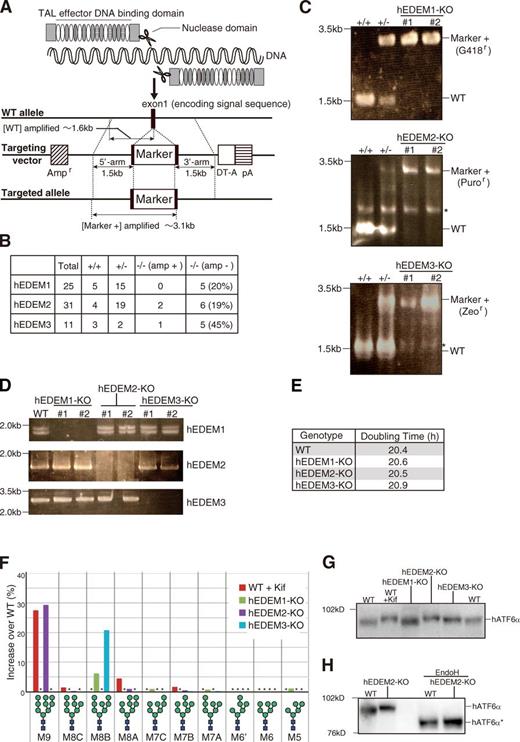 Figure 3. Effect of gene disruption on human gpERAD. (A) Strategy for TALEN-mediated gene disruption. Cleavage of the exon 1 encoding the signal sequence of human EDEM1, EDEM2, or EDEM3 with the designed TALEN facilitates subsequent homologous recombination with the respective targeting vector containing both positive and negative selection markers. (B) Results of screening. The presence (amp +) or absence (amp −) of the ampicillin-resistance gene in targeted alleles was checked by genomic PCR. (C) Genomic PCR to confirm homologous recombination in HCT116 cells of various genotypes. Asterisks denote nonspecific bands. (D) RT-PCR to amplify cDNA corresponding to hEDEM1, hEDEM2, or hEDEM3 mRNA expressed in HCT116 cells of various genotypes. The full-length cDNA and cDNA lacking the exon 6 were amplified as hEDEM1. (E) Doubling time of WT and three hEDEM-KO cells (n = 4). (F) Display, similarly to Fig. 2 C, of oligosaccharides whose contents in kifunensine (Kif; 10 µg/ml, 12 h)-treated WT HCT116 and three hEDEM-KO cells exceeded those in kifunensine-untreated WT cells with an increase over WT (%), as determined from isomer composition of their N-glycans (Fig. S3, F and G), which was completed once. Asterisks denote oligosaccharides whose contents did not exceed those in kifunensine-untreated WT cells. (G) Immunoblotting of cell lysates prepared from kifunensine-untreated or -treated WT HCT116 cells and from three hEDEM-KO cells using anti-human ATF6α (hATF6α) antibody. (H) Immunoblotting of cell lysates prepared from WT and hEDEM2-KO HCT116 cells with or without endoglycosidase H treatment. hATF6α* denotes the nonglycosylated hATF6α.