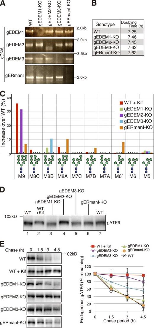 Figure 2. Effect of gene disruption on chicken gpERAD. (A) RT-PCR to amplify cDNA corresponding to the four α1,2-mannosidase mRNA expressed in DT40 cells of various genotypes. (B) Doubling time of WT and four α1,2-mannosidase KO cells (n = 3). (C) Display of oligosaccharides whose contents in kifunensine (Kif; 10 µg/ml, 6 h)-treated WT DT40 cells and four α1,2-mannosidase KO cells exceeded those in kifunensine-untreated WT cells with an increase over WT (%), as determined from isomer composition of their N-glycans (Fig. S2, A and B), which was completed once. Asterisks denote oligosaccharides whose contents did not exceed those in kifunensine-untreated WT cells. (D) Immunoblotting of cell lysates prepared from kifunensine-untreated or -treated WT DT40 cells and from the four α1,2-mannosidase KO cells using anti-chicken ATF6 (gATF6) antibody. (E) Cycloheximide chase to determine the degradation rate of endogenous gATF6 in kifunensine-untreated or -treated WT DT40 cells and in the four α1,2-mannosidase KO cells (n = 3).
