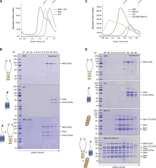 Figure 7. Mif2 and the AO complex interact to form a stable binding platform for Mtw1 complexes. (A) SEC analysis of Mif2–AO–Mtw1C assembly. SEC elution profiles (A) and Coomassie-stained gels (B) showing elution behavior of Mif2-Flag alone (top), Ame–Okp1 alone (middle), and a stoichiometric combination (5 µM) of both (bottom). Elution position of marker proteins Thyroglobulin (670 kD) and γ-globulin (158 kD) are indicated at the top. The depicted experiment is representative of n > 3 binding assays under identical conditions. The same Ame1–Okp1 data are also presented in Fig. S2 B. (C) SEC elution profiles and Coomassie-stained gels (D) showing elution behavior of Mif2-Flag alone (5 µM), the AO complex (5 µM), the Mtw1 complex (10 µM), and a combination of Mif2-Flag, Mtw1 complex, and AO complex (bottom). The depicted experiment is representative of n > 3 binding assays under identical conditions. The same Mif2 + AO + Mtw1C data are also presented in Fig. S3.