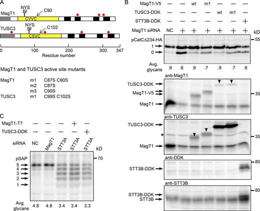 Figure 5. Requirement for active site cysteine residues in MagT1 and TUSC3. (A) Diagrams of MagT1 and TUSC3 showing the N-terminal signal sequence (gray), lumenal thioredoxin domain (yellow) with active-site CXXC motif, glycosylation site, noncatalytic cysteine residues (red squares), and membrane spanning segments (black). Nomenclature for single and double cysteine mutants of MagT1 and TUSC3 is given. (B) HeLa cells were treated with NC or MagT1 siRNA for 48 h before cotransfection with a pCatCΔ234-HA expression vector and a wild-type or mutant MagT1-V5, TUSC3-DDK, or STT3B-DDK expression vector. Cells were pulse labeled for 4 min and chased for 10 min. Glycoforms of CatCΔ234-HA were collected by immunoprecipitation with anti-HA and resolved by PAGE in SDS. Total protein extracts from cells were resolved by SDS-PAGE and analyzed by protein immunoblotting using anti-MagT1, anti-TUSC3, anti-DDK, and anti-STT3B sera. Downward pointing arrowheads in the anti-MagT1 and anti-TUSC3 blots designate cross-reaction with TUSC3-DDK and MagT1-V5, respectively. The band designated by the asterisk is not TUSC3, but is a nonspecific background protein (see Fig. S2 B). (C) HeLa cells treated for 48 h with NC, STT3A siRNA, or MagT1 siRNA were transfected with MagT1-T7 or TUSC3-DDK expression vectors as indicated 24 h before pulse labeling for 4 min and chase for 10 min. Prosaposin glycoforms were immunoprecipitated using anti–saposin D sera and resolved by SDS-PAGE. Quantified values below gel lanes (B and C) are for the displayed image that is representative of two experiments.