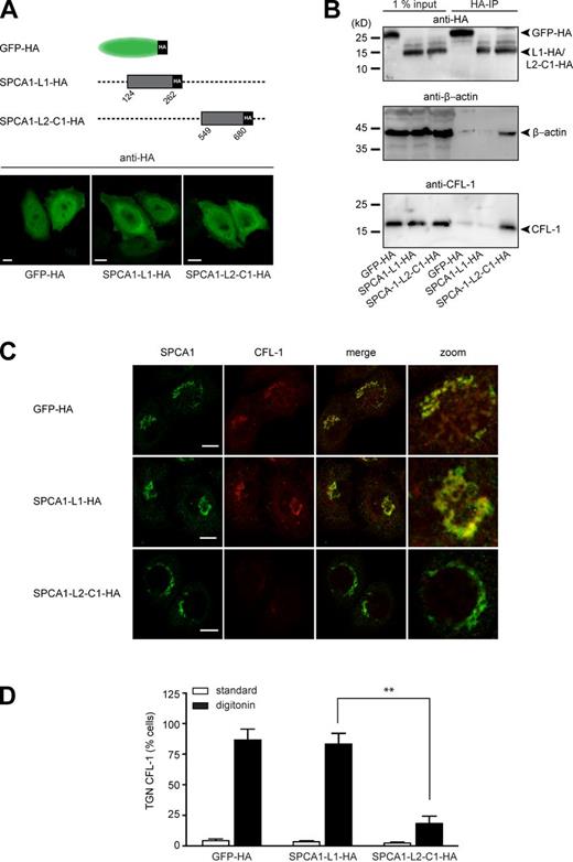 Figure 4. The interaction of CFL-1 and actin with SPCA1-L2-C1 is crucial for protein sorting at the TGN. (A, top) Schematic representation of GFP-HA (aa 1–239), SPCA1-L1-HA (aa 124–252), and SPCA1-L2-C1-HA (aa 549–680) fusion constructs cloned into the retroviral expression vector pLPCX. (A, bottom) HeLa cells stably transfected with GFP-HA, SPCA1-L1-HA, or SPCA1-L2-C1-HA were visualized with an HA antibody and analyzed by confocal microscopy. (B) HeLa cells stably transfected with GFP-HA, SPCA1-L1-HA, or SPCA1-L2-C1-HA were lysed, and lysates were incubated with µMACS anti-HA magnetic microbeads. GFP-HA–, SPCA1-L1-HA–, and SPCA1-L2-C1-HA–associated proteins were eluted, separated by SDS-PAGE, and analyzed by Western blotting using HA, CFL-1, or β-actin antibodies, respectively. (C) HeLa cells stably expressing GFP-HA, SPCA1-L1-HA, and SPCA1-L2-C1-HA were incubated for 2 h at 20°C and subsequently permeablized with digitonin, washed, and then fixed with formaldehyde before incubation with anti-SPCA1 (green) or anti–CFL-1 (red) antibodies. (D) TGN localization of CFL-1 under different conditions in Triton X-100–permeabilized (images in Fig. S2) versus digitonin-permeabilized cells was determined by counting 100 cells per condition in three independent experiments. Bars, 5 µm.