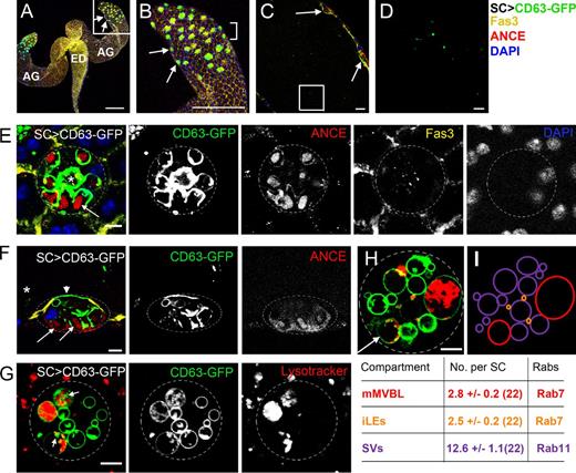 Figure 1. SCs secrete CD63-GFP–positive, exosome-like puncta. (A–D) Paired accessory glands (AG) expressing CD63-GFP in SCs connect to the ejaculatory duct (ED; A). Images of different magnifications show surface sections of SCs within the AG epithelium (B; from square in A, arrows mark two SCs), a transverse section through the lumen (C; bracketed region in B, arrows mark two SCs), and CD63-GFP–positive puncta in the lumen (D; square in C; an image at higher confocal gain setting is shown in Fig. S1 F). (E and F) High magnification images of surface (E) and transverse (F; asterisk marks the lumen containing GFP puncta) sections through the SC show that CD63-GFP is also found at the apical plasma membrane (arrowhead; F) and the limiting membrane of SC vacuoles, the majority of which have a dense ANCE-positive core (highlighted with arrows). One or two CD63-GFP–lined compartments per SC lack an ANCE-stained core but contain fluorescent puncta (E, asterisk). Fasciclin3 (Fas3) marks septate junctions at the cell surface, and DAPI marks nuclei (note that SCs and MCs are binucleate). (G and H) Vital staining of SCs with LysoTracker red reveals CD63-GFP–positive puncta (putative ILVs; arrows) in large acidic compartments (mMVBLs), distinguishing them from other compartment classes, such as the more abundant secretory vacuoles (SVs) and immature late endosomes (iLEs). All images show SCs from 3-d-old males incubated at 28.5°C after eclosion. (I) Schematic representation of compartments within SC in H; values below indicate the mean total numbers of each compartment in 6-d-old control SCs counted from multiple sections along the apical–basal axis; the numbers of SCs analyzed are given in brackets. Approximate outline of the SC is marked in E–H. Bars: (A and B) 200 nm; (C) 20 µm; (D–H) 5 µm.