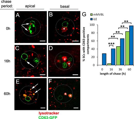 Figure 3. CD63-GFP traffics from secretory to endocytic compartments in SCs. (A–G) An 8-h pulse (at 28.5°C) of CD63-GFP expression was chased at 18°C for 0–60 h in virgin males, and proportions of cells with one or more LysoTracker red–positive iLEs (arrows in A, C, and E in apical sections; GFP positive in C and E) and mMVBLs (asterisks in B, D, and F in more basal views) that were CD63-GFP–positive were scored (G). Data shown are from a single representative experiment out of two repeats. The images in A–F are shown again in Fig. S3 alongside the corresponding single color channel images. Approximate outline of SC is marked in all images. **, P < 0.01; ***, P < 0.001; n > 24, pairwise comparisons, Fisher’s exact test. Bars, 5 µm.