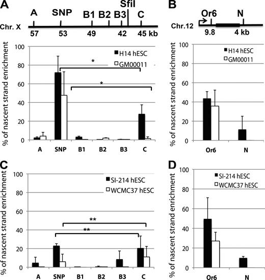 Figure 1. A replication initiation site upstream of the repeats overlaps with an SNP in nonaffected cells and is absent in FXS hESCs. (A and C) The previously identified replication initiation sites ∼50 kb upstream of the repeats (Gerhardt et al., 2014) were mapped more in detail by nascent strand abundance. (top) Map of the FMR1 locus upstream of the repeats. The SfiI restriction enzyme site and position of primers used in the nascent strand abundance assay are indicated. SNP primer pair binds at the SNP T/C (ss71651738 or WEX70) on the X chromosome (Chr. X; Fig. S1, A and B), which cosegregates with a chromosome haplotype at the highest risk for repeat expansion (Table S1; Ennis et al., 2007). Primer pairs A, B1, B2, B3, and C amplify surrounding genomic regions. (A, bottom) Nascent strand DNA was isolated from nonaffected hESCs (H14) and fetal fibroblast (GM00011). Nascent strand enrichment at the SNP was determined by real-time PCR using specific primer pairs. (B) As a control, the nascent strand enrichment was determined at the well-characterized Or6 replication origin (Gerhardt et al., 2006) on chromosome 12 (with Or6 primer pair) and at the adjacent control region (N primer pair). (C and D) Nascent strand DNA was isolated from FXS hESCs SI-214 and WCMC37 upstream of the CGG repeats (C) and at a control region (D). Enrichment of the nascent strand at the SNP and neighboring genomic regions was determined by real-time PCR with primer pairs shown above the map. No nascent strand enrichment was obtained for primer B. There was no significant enrichment of nascent strand DNA in FXS hESCs at the SNP in comparisons to control region C in contrast to nonaffected cells in three separate experiments (SI-214: **, P = 0.075; WCMC37: **, P = 0.81; H14: *, P < 0.0005; GM00011: *, P = 0.0047; also see Fig. S1). Error bars indicate the standard error of the mean of three experiments.